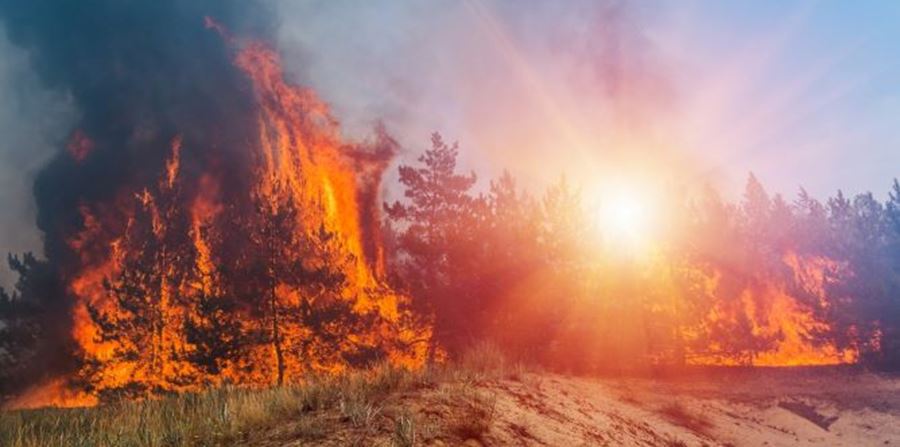 Wildland Fire