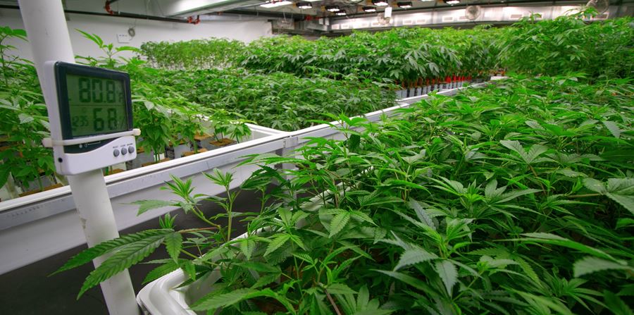 cannabis growing facility