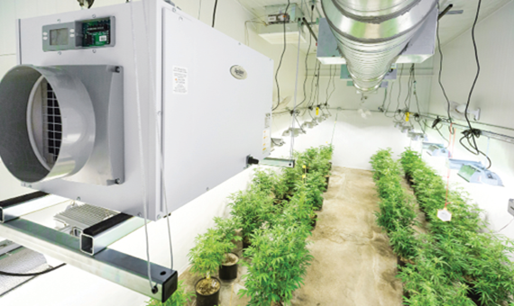 marijuana facility with grow lights and machinary